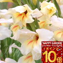 \ポイント10倍/ 1000円ポッキリ 花苗 芽出し 球根 苗 花 春咲きグラジオラス カリーネ クリーム 1球植え 選べる1鉢〜3鉢 セット 3号 1芽【お届...