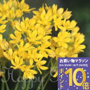 \1000円ポッキリ送料無料/ 植えっぱなし球根 花 アリウム モーリー 黄花 選べる6球~24球セット【先行予約 10月上旬~お届け 小球根 送料無料】Allium molly 花の球根 秋植え球根 冬 秋植え 庭植え 花壇 春 野放し球根 【2025BU】【mail】【0806P10】