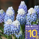植えっぱなし 球根 ムスカリ マウンテンレディ 選べる5球~10球 セット【先行予約10月上旬~お届け 中型球根 送料別】Muscari Mountain Lady 野放し 秋植え球根 秋球根 鉢植え 庭植え 寄せ植え【2025BU】【COM】【0806P10】【0806P10】【hk】
