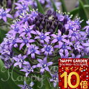 \ポイント10倍/芽出し球根苗 夏苗 植えっぱなし シラー ペルビアナ ブルー 3号 1球
