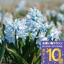 植えっぱなし 球根 花 プスキニア リバノチカ 選べるセット 5球~36球 小球根【先行予約 10月上旬~お届け 小球根 送料無料(一部セットを除く)】 Puschkinia scilloides 花の球根 秋植え球根 耐寒性 冬 庭植え 花壇 春 野放し球根 【2025BU】【mail】【0806P10】