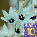 \全国どこでも送料無料/植えっぱなし球根 花 希少 原種イキシア ビリディフローラ 球根 3球セット【先行予約 10月上旬~お届け 小球根 メール便対応ポストに投函】Ixia viridiflora 春開花 多年草 珍しい 毎年開花 耐寒性 エメラルドグリーン【2025BU】【mail】【0806P10】