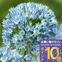球根 植えっぱなし球根 希少品種 アリウム ザーミン 選べる球数 2球~4球 空色【先行予約10月~お届け 小球根 メール便対応】Allium 多年草 球根植物 秋植え球根 花の球根 花壇 庭植え 鉢植え 秋 冬 ハッピーガーデン【2025BU】【mail】【0806P10】【hk】
