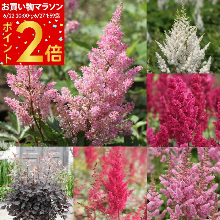 花苗 アスチルベ ダイヤモンド1鉢 3〜3.5号【お届け中】Astilbe 草花 多年草 秋苗 秋の花 ガーデン ガーデニング シェードガーデン 春 ハッピーガーデンのサムネイル