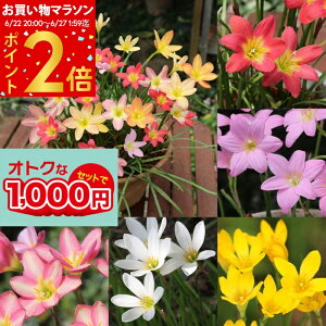 1000円ポッキリ 球根 ゼフィランサス レインリリー ハブランサス 選べるセット【お届け中】Zephyranthes 春球根 植えっぱなし 初夏〜花が楽しめ タマスダレ 夏 ハッピーガーデン【sm0622】