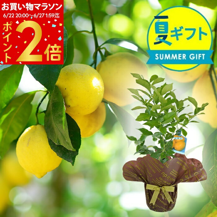 夏 ギフト 花 プレゼント 実付き レモン リスボン 1鉢 5号 鉢植え 【お届け中 地域限定送料無