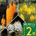 \新登場2025年/花苗 球根 苗 花 バルビネラ 選べる種類 1球植え 1芽 選べる種類 3~3.5号 夏は上部なし 休眠株【お届け中】Bulbinella ブルビネラ キャッツテール 苗 希少 珍しい 秋球根 庭植え 秋植え 花壇 切り花 ガーデン 鉢植え 春【0806P2】