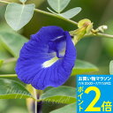 花苗 夏苗 バタフライピー 1鉢 3号【お届け中】Clitoria ternatea 蝶豆 チョウマメ クリトリア 青花 グリーンカーテン 一年草 つる性 ハーブ【0702ma】