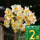 球根 花 植えっぱなし 芳香性 水仙 ジャズ 3球セット 春開花 秋 冬植え 白オレンジ【先行予約10月上旬~お届け 中型】Narcissus cyclamineus スイセン 多年草 耐寒性球根 球根植物 花の球根 庭植え 鉢植え 花壇 お洒落 【2025BU】【COM】【0806P2】