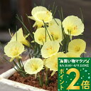 植えっぱなし球根 花 水仙 ジュリアジェーン 3球セット ライトイエロー 秋 冬植え 【先行予約10月~お届け 小型球根 メール便】Narcissus スイセン育てやすい 多年草 耐寒性球根 庭植え 鉢植え 花壇 お洒落 【2025BU】【mail】【0806P2】
