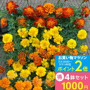 \お得な4鉢セット/1000円 ポッキリ 花苗 マリーゴールド 4鉢セット 3~3.5号【お届け中】Tagetes 一年草 草花 花壇 庭植え 鉢植え 寄せ植え 夏苗 夏の苗 花 夏の花 苗 クジャクソウ 孔雀草 万寿菊 千寿菊 コンパニオンプランツ 害虫忌避効果 ガーデニング【0702ma】