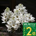 植えっぱなし球根 オーニソガラム マウントエベレスト 3球セット 【先行予約10月上旬~お届け メール便】Ornithogalm Mounteverest 白 秋 冬植え 早春開花 花の球根 ガーデニング 庭植え 鉢植え 花壇 【2025BU】【0806P2】