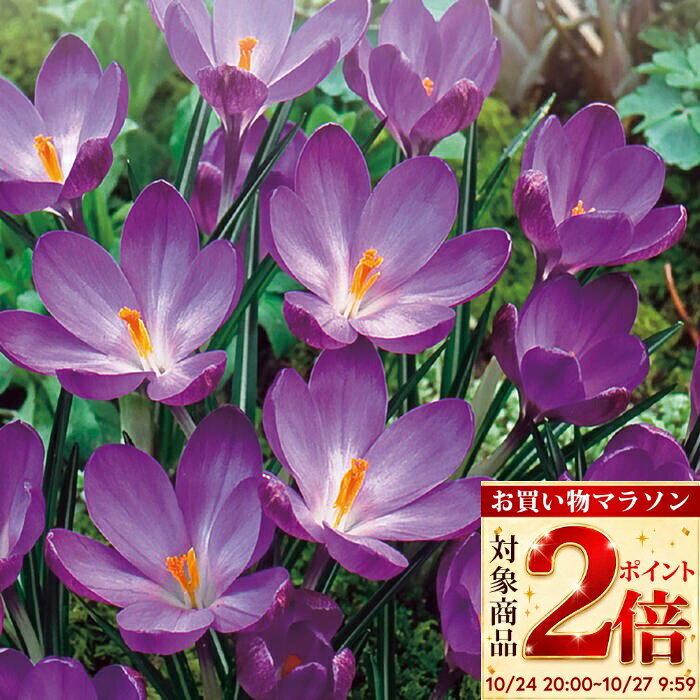 ＼ポイント2倍／植えっぱなし球根 秋 花 クロッカス ルビージャイアント 選べる5~30球セット 紫 ...