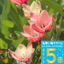 植えっぱなし球根 球根 原種系 チューリップ アニカ 3球入り【先行予約 10月上旬~お届け 小球根 メール便対応】Tulip サーモンピンク秋 冬 小球根 多年草 耐寒性 早春 人気 秋植え球根 HappyGarden【2025BU】【mail】【0806P5】