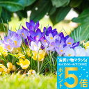 球根 植えっぱなし球根 原種クロッカス MIX15球 セット【先行予約 10月上旬~お届け 小球根 メール便対応 全国どこでも送料無料】【2025BU】【mail】Crocus ガーデニング 秋植え 鉢植え 庭植え 花壇 小球根 ハッピーガーデン【0806P5】
