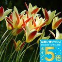 1000円ポッキリ送料無料 植えっぱなし 球根 花 原種チューリップ クルシアナ クリサンタ 5球~30球セット【先行予約 10月上旬~お届け 小球根 メール便対応 一部セットは送料無料】秋 冬 小球根 多年草 耐寒性 白花 早春 人気 秋植え球根 【2025BU】【0806P5】
