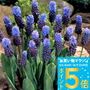 1000円ポッキリ送料無料 ムスカリ ラティフォリューム 選べるセット5球~30球セット【先行予約10月上旬~お届け 小球根 メール便対応 一部セット全国送料無料】Muscari latifolium 秋植え球根 秋植え 庭植え 花壇 春 野放し球根【2025BU】【mail】【0806P5】【hk】