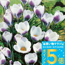 1000円ポッキリ 送料無料 植えっぱなし球根 秋植え クロッカス プリンスクラウス 選べる5球~20球 セット【先行予約 10月上旬~お届け 小球根 メール便対応 一部セットは全国どこでも送料無料】秋冬植え 花壇 多年草 【2025BU】【mail】【0806P5】