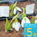1000円ポッキリ 送料無料 植えっぱなし 球根 花 スノードロップ ガランサス エルウィシー 3球セット【先行予約 10月上旬~お届け 小球根 送料無料 メール便対応】小球根 秋 冬 水仙 スイセン 小球根 多年草 耐寒性 白花 早春 人気 秋植え球根【2025BU】【0806P5】