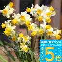 球根 花 植えっぱなし 水仙 スプリングサンシャイン 3球セット 春開花 秋 冬植え 黄【先行予約10月~お届け 中型】Narcissus cyclamineus スイセン すいせん 丈夫 育てやすい 多年草 耐寒性球根 庭植え 鉢植え 花壇 お洒落 【2025BU】【COM】【0806P5】【hk】