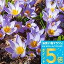 植えっぱなし球根 クロッカス シーベリー トリカラー 5球セット【先行予約 10月上旬~お届け 小球根 メール便対応】秋冬植え 花壇 多年草 ハッピーハッピーガーデン【2025BU】【mail】【0806P5】