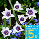 植えっぱなし 球根 花 原種チューリップ アルバコエルレア オクラータ 3球 セット【先行予約 10月上旬~お届け 小球根 メール便対応 全国どこでも送料無料】Tulip 秋 冬 小球根 多年草 耐寒性 白花 早春 人気 秋植え球根【2025BU】【0806P5】