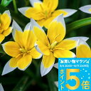 1000円ポッキリ送料無料 植えっぱなし球根 秋 冬 原種チューリップ タルダ 球根 選べる旧球根 5球~20球セット【先行予約 9月上旬~お届け メール便対応 小球根】Tulip tarda 毎年楽しめる植えっぱなしチューリップ 秋植え球根 【2025BU】【mail】【0806P5】【hk】