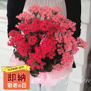 即納\最短発送/敬老の日 遅れてごめんね ギフト 花 鉢花 カランコエ 2色植え 1鉢 5号【11時AM迄の注文で当日発送 地域限定送料無料】Kalanchoe お花 花鉢 60代 80代 70代 90代 鉢植え 祖母 母 祖父 お祝い ハッピーガーデン 孫 2025KE