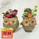 即納\最短発送/敬老の日 遅れてごめんね ギフト 花 多肉 寄せ植え ミニふくろう鉢 おまかせ 2鉢セット【11時AM迄の注文で当日発送 地域限定送料無料】サボ...