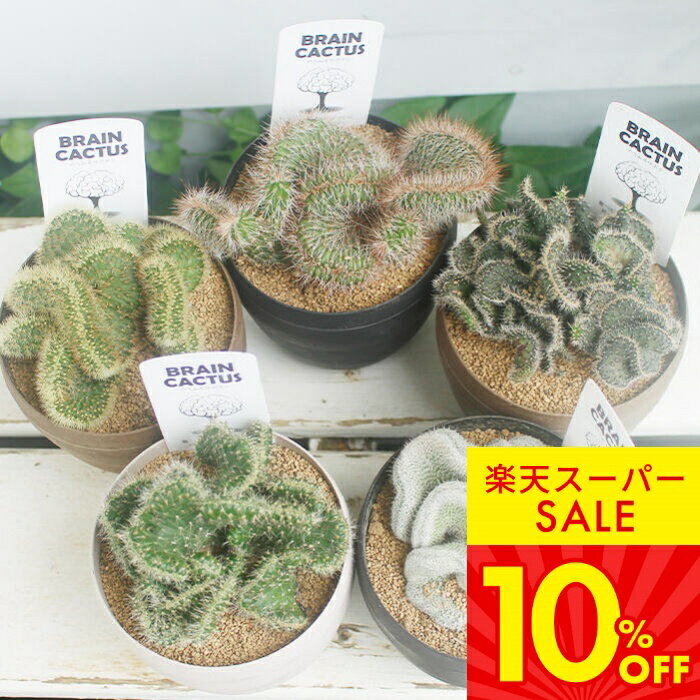 観葉植物 脳みそ サボテン ブレインカクタス 選べる種類 3.5号 硬質鉢【お届け中】Cactaceae 覇王樹 さぼてん 脳味噌 多肉植物 扇峰 エロンガタ綴化 黒獅子 16s