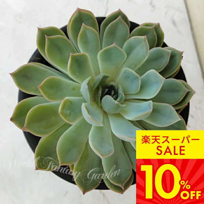 多肉植物 苗 エケベリア ジャシリー 1鉢 4号【お届け中】Echeveria Jasiri 多肉 多肉苗 観葉植物 多年..