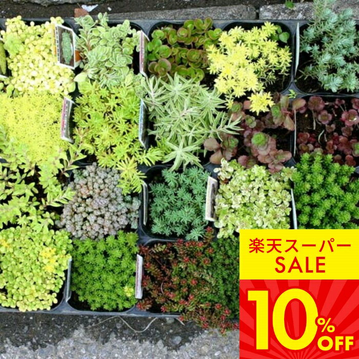 多肉植物 苗 多年草 セダム ステップストーンタイプおまかせ 12品種12ポットセット【お取り寄せ 通年販売】送料無料 セダムガーデ 多肉 苗 セダム セット 寄せ植え グランドカバー 観葉植物 植物 春 夏 秋冬 ハッピーガーデン 16s