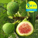 夏 ギフト 果樹 プレゼント 珍しい イチジク 果樹 選べる3種 6〜7号 鉢植え【お届け中 地域限定送料無料】白イチジク ホワイトスキア バローネ 60代 7...