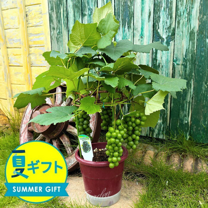 夏 ギフト 果樹 プレゼント 実付きギフト ぶどう 苗木 選べる2種 1鉢 6号 鉢植え 【お届け中