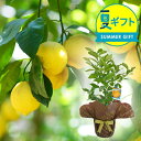 夏 ギフト 花 プレゼント 実付き レモン リスボン 1鉢 5号 鉢植え 【お届け中 地域限定送料無料 ラッピング&メッセージカード無料】果物 果樹鉢 植物 記...