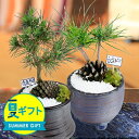 サマーギフト 盆栽 ギフト 松 プレゼント ミニ 盆栽 おやじ松 松の木 1鉢 鉢植え【即納対応中 お届け中 地域限定送料無料】Pinus 父の日 盆栽風 夏の...