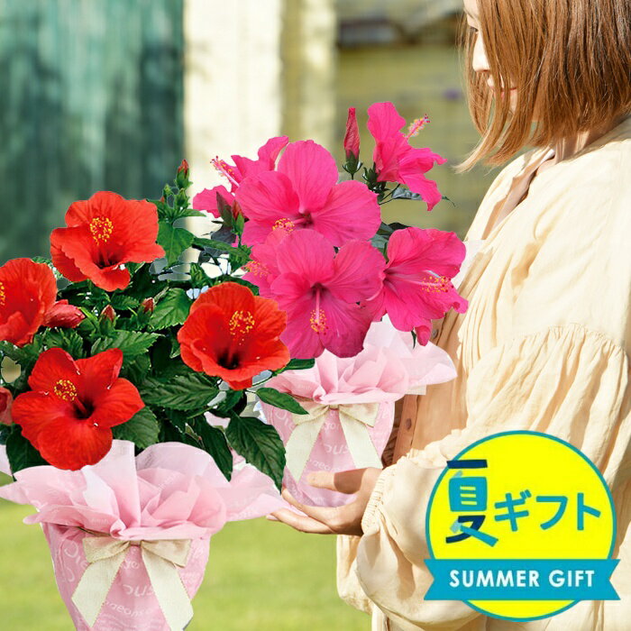  ե  ץ쥼 ȭ ɥ ϥӥ ˡ꡼ 5 ٤4 ȭڤϤ ϰ̵ åɡåԥ̵...