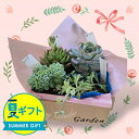 夏 ギフト 多肉植物 プレゼント おまかせ 寄せ鉢 選べるセット【お届け中】多肉苗 セダム ビーンネックレス 多年草 鉢植え 寄せ植え サマーギフト お中元 夏のギフト