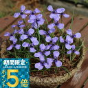 1000円ポッキリ 花苗 芽出し 球根 苗 花 ハーベルチア プルケラ チリアヤメ 3芽 3球植え 選べる1鉢〜3鉢 セット 3〜3.5号【お届け中】Herbe...