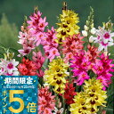 1000円ポッキリ 花苗 芽出し 球根 苗 花 イキシア 選べる種類 3芽 3球植え 選べる1鉢〜3鉢 セット 3号【お届け中】Ixia 花の球根 野放し 鉢植...