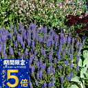 花苗 夏 サルビア ネモローサ ブルーヒル 1鉢 3〜3.5号【お届け中】Salvia nemorosa bule hill 多年草 宿根草 草丈低い 秋青花 ...