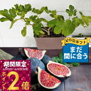 父の日 まだ間に合う プレゼント 果樹 ギフト \日本に唯一/一文字仕立て イチジク コンテナ植え 鉢植え【父の日期間6月10日〜6月15日 地域限定送料無料】...