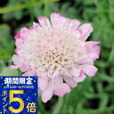 花苗 スカビオサ 白ときどき桃 1鉢 3号【お届け中】Scabiosa atropurpurea 多年草 耐寒性多年草 花壇 鉢植え 切花 ドライフラワー マツ...