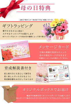 母の日 早割 ギフト 花 鉢植え 八重咲きリーガースベゴニア ネッチャピンク 5号鉢【先行予約 母の日期間5月5〜9日お届け 送料無料】鉢花 母の日 マザーズディ 鉢花 ベコニア リーガース ベコニア ギフト お歳暮 誕生日【2021md】