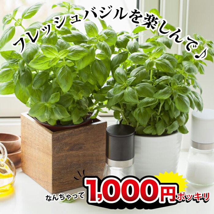 1000円ポッキリ 野菜苗 バジル 今だけ1鉢増量 合計4ポットセット 3～3.5号【お届け中】Ocimum basilicum Basil ハーブ 苗 バジリコ