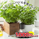 1000円ポッキリ 野菜苗 バジル 今だけ1鉢増量 合計4ポットセット 3～3.5号【お届け中】Ocimum basilicum Basil ハーブ 苗 バジリコ