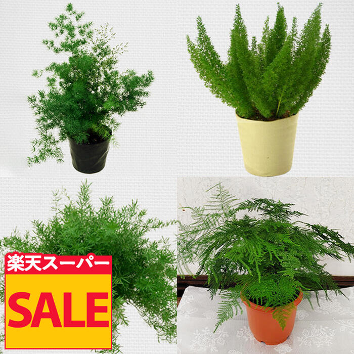 ＼スーパーSALE 10％OFF／ 観葉植物 観