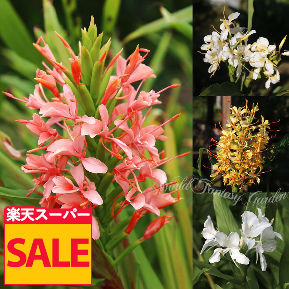 ＼スーパーSALE 10％OFF／ 球根 春 春植え球根 ジンジャー 選べる4種 3球 セット 中型球根【お届け中】Hedychium 春球根 白蘭 艶麗 金閣 桃の輝き 白花 黄花 桃花 熱帯植物 芳香 夏 秋 半耐寒性 COM