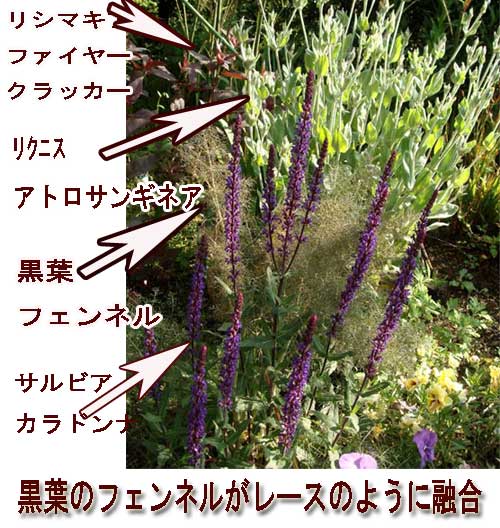 苗 ハーブ 春 ブロンズ フェンネル 銅葉 1鉢 3〜3.5号【お届け中】Foeniculum vulg...
