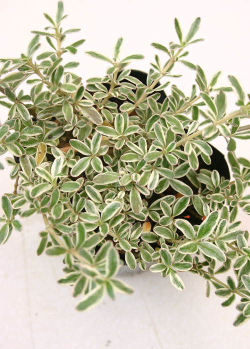 コプロスマ キルキー・バリエガータ1鉢 Coprosma kirkii Variegata'のサムネイル